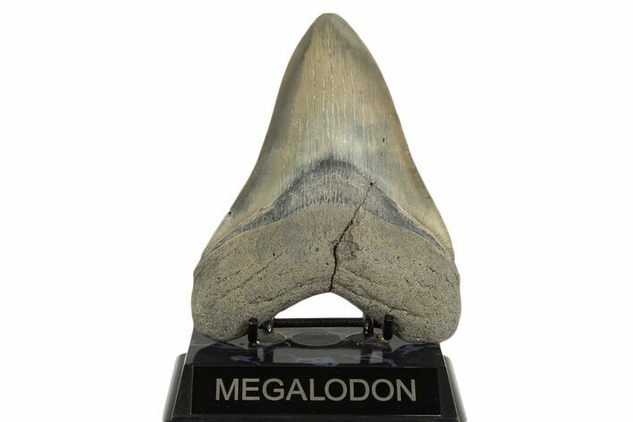 Colorful Fossil Megalodon Tooth From Georgia - Repaired #338611